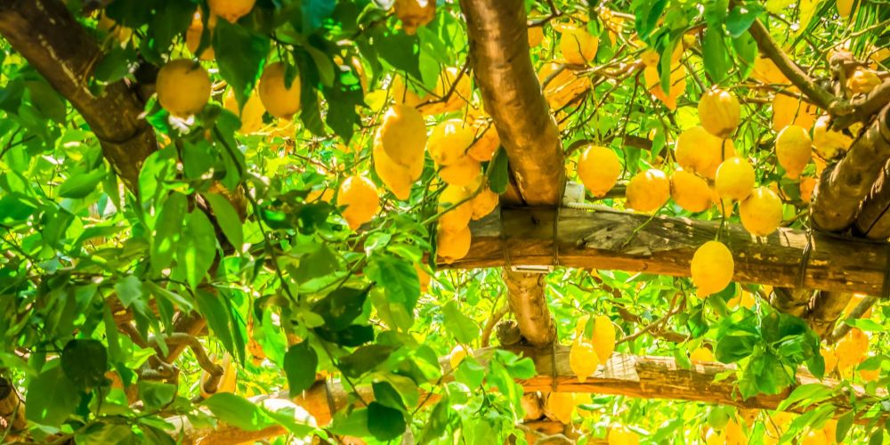 Pagoden-Blätterdach mit Zitronen